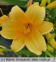 Hemerocallis ×hybrida Daily Bread