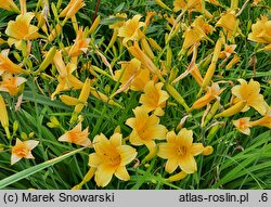 Hemerocallis ×hybrida Daily Bread