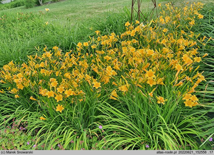 Hemerocallis ×hybrida Daily Bread