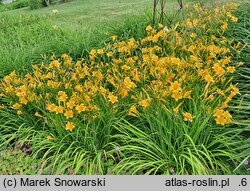 Hemerocallis ×hybrida Daily Bread
