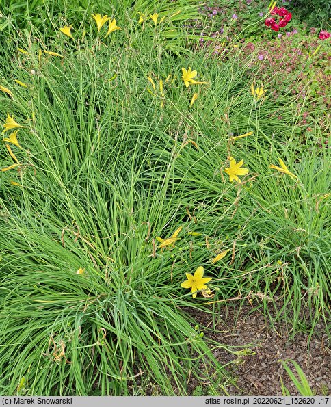 Hemerocallis minor (liliowiec mniejszy)