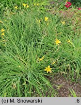 Hemerocallis minor (liliowiec mniejszy)