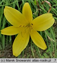 Hemerocallis minor (liliowiec mniejszy)