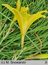 Hemerocallis minor (liliowiec mniejszy)