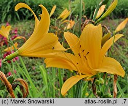 Hemerocallis esculenta (liliowiec jadalny)
