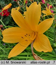 Hemerocallis esculenta (liliowiec jadalny)