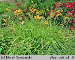 Hemerocallis esculenta (liliowiec jadalny)