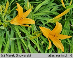 Hemerocallis hakuunensis (liliowiec hakuuneński)