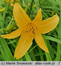 Hemerocallis hakuunensis (liliowiec hakuuneński)