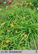 Hemerocallis hakuunensis (liliowiec hakuuneński)