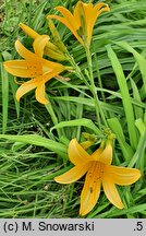 Hemerocallis coreana (liliowiec koreański)