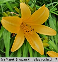 Hemerocallis coreana (liliowiec koreański)