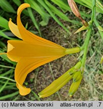 Hemerocallis coreana (liliowiec koreański)