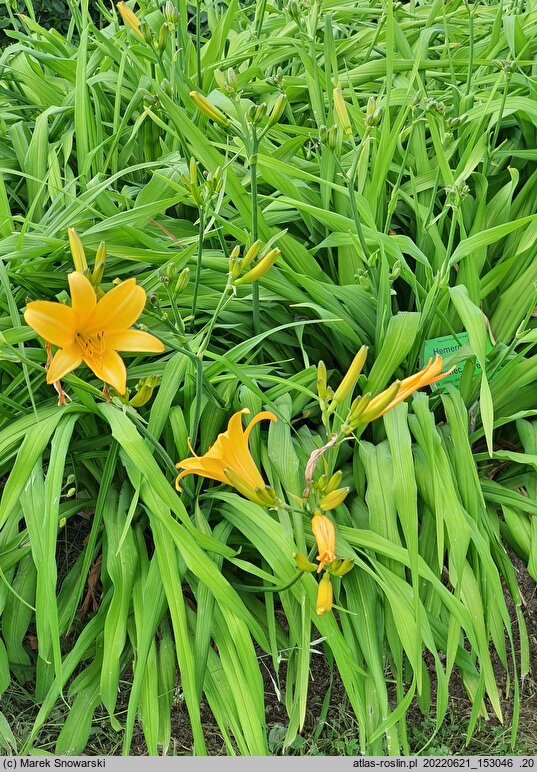 Hemerocallis coreana (liliowiec koreański)