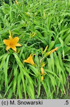 Hemerocallis coreana (liliowiec koreański)