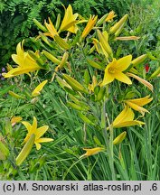 Hemerocallis thunbergii (liliowiec Thunberga)
