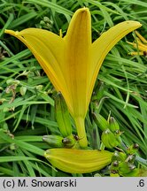Hemerocallis thunbergii (liliowiec Thunberga)