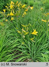 Hemerocallis thunbergii (liliowiec Thunberga)