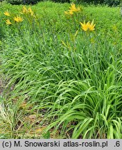 Hemerocallis citrina (liliowiec cytrynowy)
