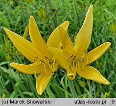 Hemerocallis citrina (liliowiec cytrynowy)