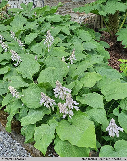Hosta Sea Drift