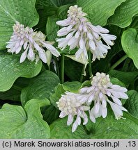 Hosta Sea Drift