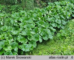 Darmera peltata (tarczownica tarczowata)