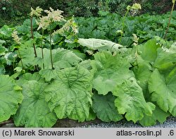 Rheum palmatum (rabarbar dłoniasty)