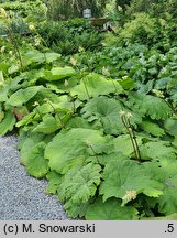Rheum palmatum (rabarbar dłoniasty)