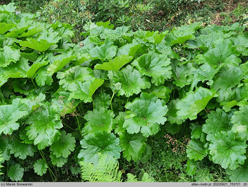 Darmera peltata (tarczownica tarczowata)