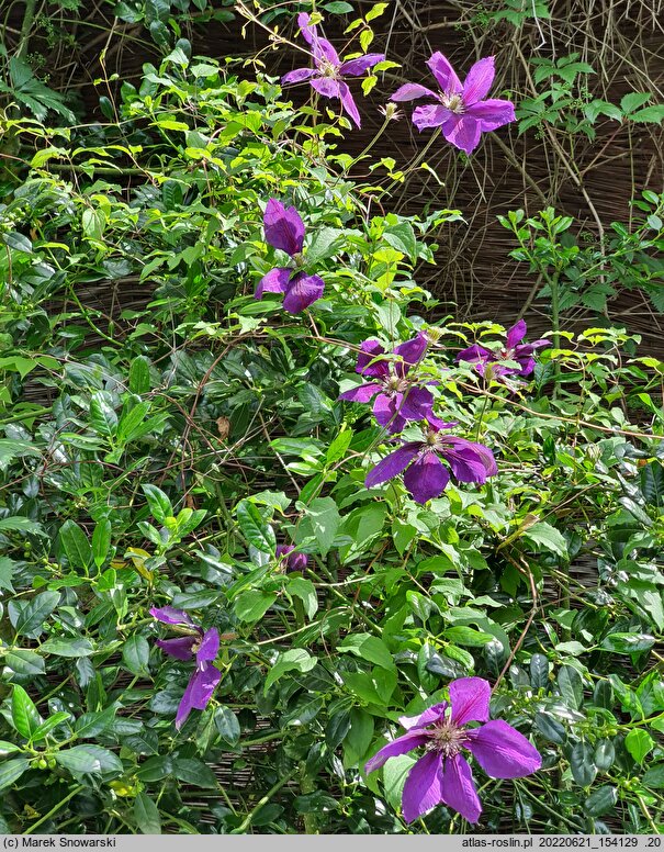 Clematis Gipsy Queen