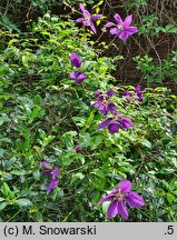 Clematis Gipsy Queen