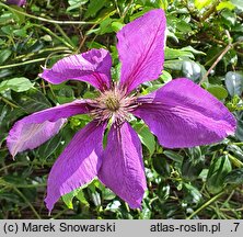 Clematis Gipsy Queen