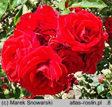Rosa hort. Amadeus