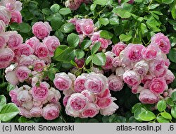 Rosa hort. Jasmina