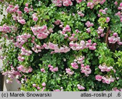 Rosa hort. Jasmina