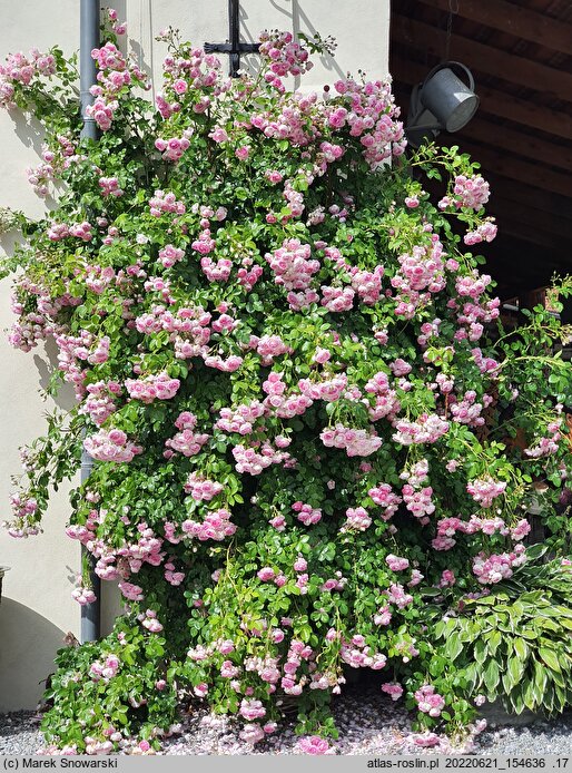 Rosa hort. Jasmina