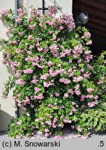 Rosa hort. Jasmina
