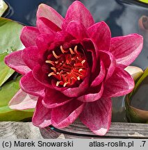 Nymphaea hort. Almost Black