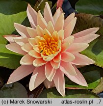 Nymphaea hort. Sunny Pink