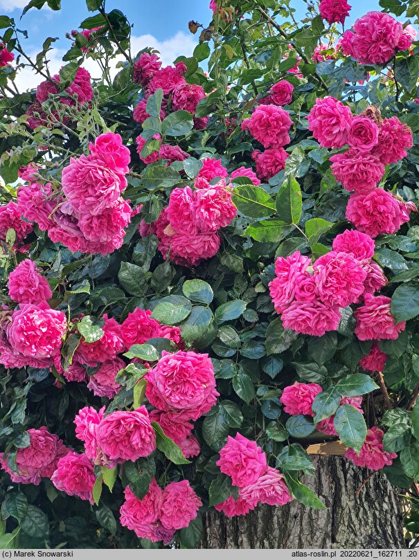 Rosa hort. KORadigel