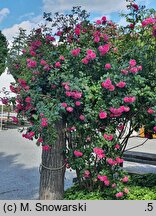 Rosa hort. KORadigel