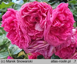 Rosa hort. KORadigel