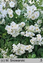 Rosa hort. Bobbie James