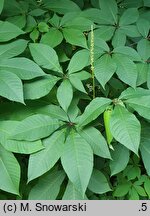 Aesculus parviflora (kasztanowiec drobnokwiatowy)