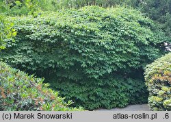 Aesculus parviflora (kasztanowiec drobnokwiatowy)