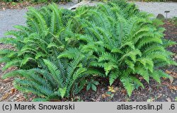 Polystichum munitum (paprotnik sztywny)