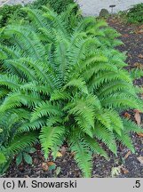 Polystichum munitum (paprotnik sztywny)