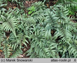 Athyrium niponicum Ursula's Red