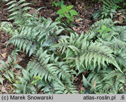 Athyrium niponicum Ursula's Red